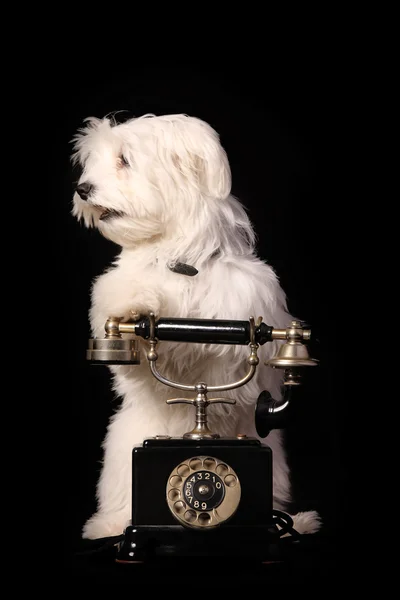 Dog phone — Stock Photo, Image