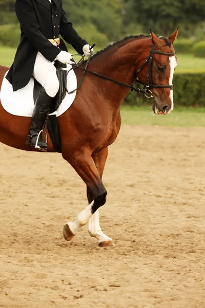 Paardrijden — Stockfoto