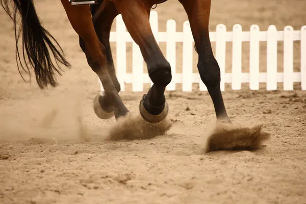 Galloping horse — Stock Photo, Image