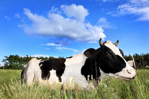 Mucca sul campo — Foto Stock