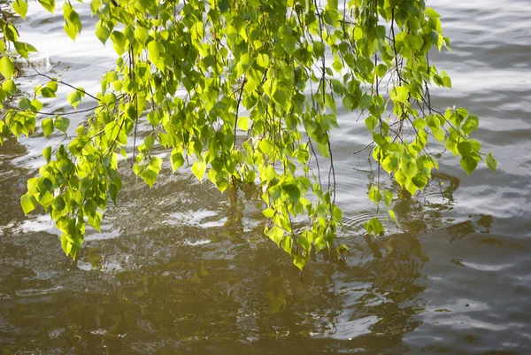 stock image Landscape a birch over water