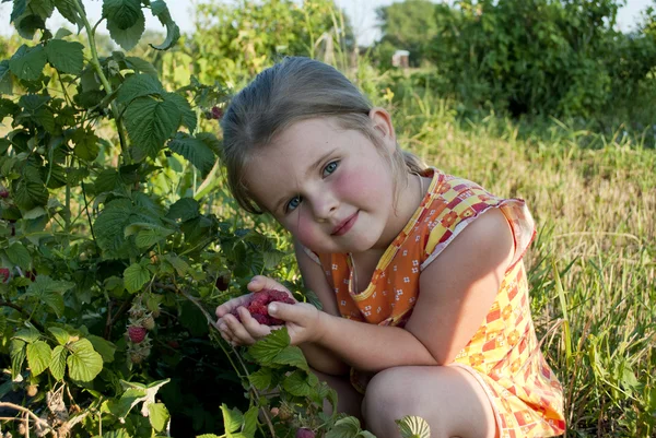 那女孩收集树莓 — 图库照片