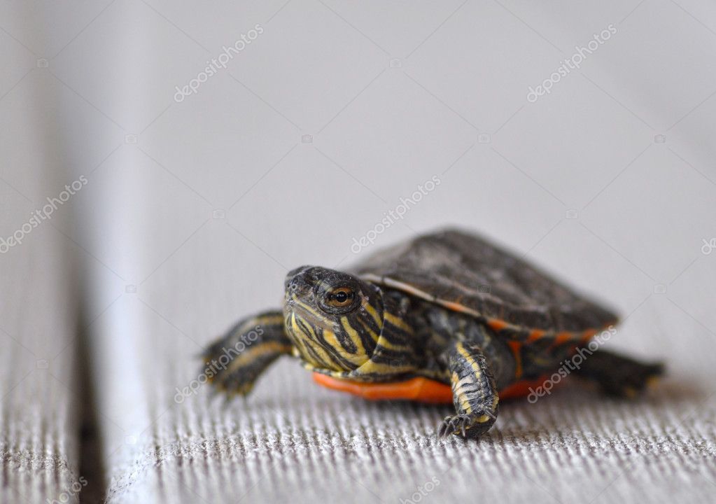 Hatchling Of Midland Painted Turtle Chrysemys Bellii Marginata Royalty Free Photo Stock Image By C Iowax2 5524260