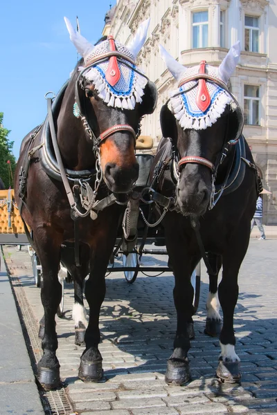 Elegant horses harnessed in stroller