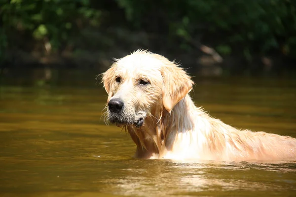 stock image Gold labrador retriever in the river.