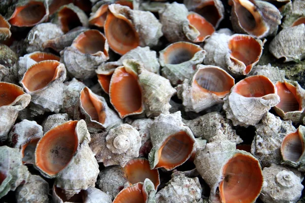 Stock image Sea Shells on Beach