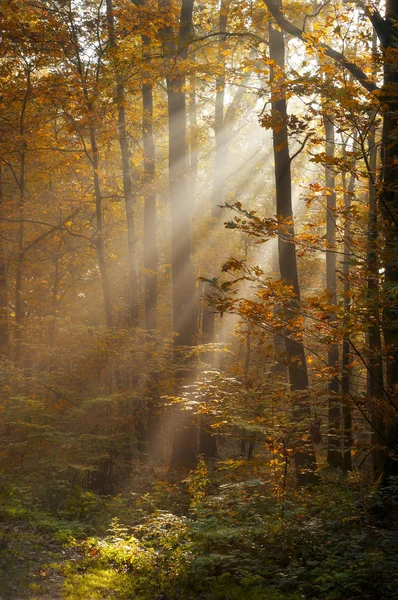 Luz del sol brillando entre los árboles — Foto de Stock