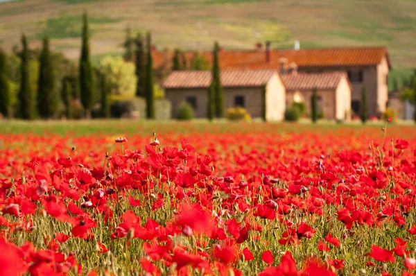Tuscan red poppies — Stock Photo, Image