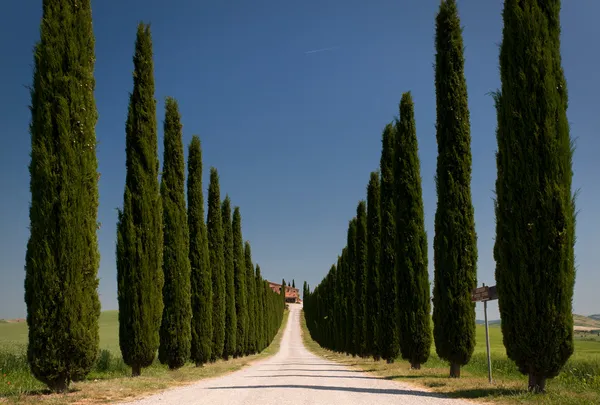 Alley of cypress in val d 'orcia — стоковое фото