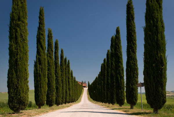 alley of cypress in val d 'orcia
