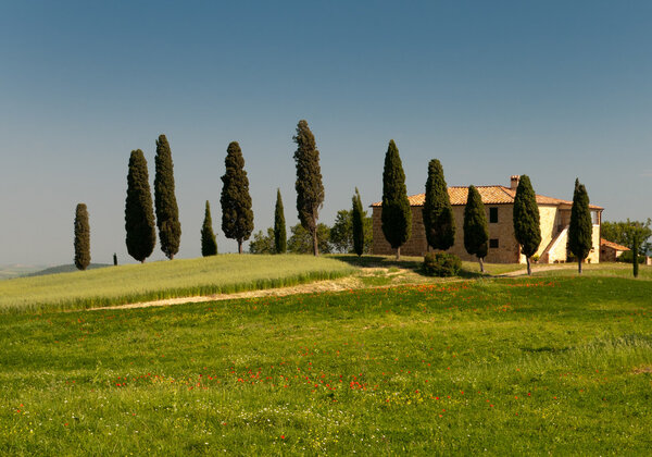 Typical tuscan house with cypress and some poppies