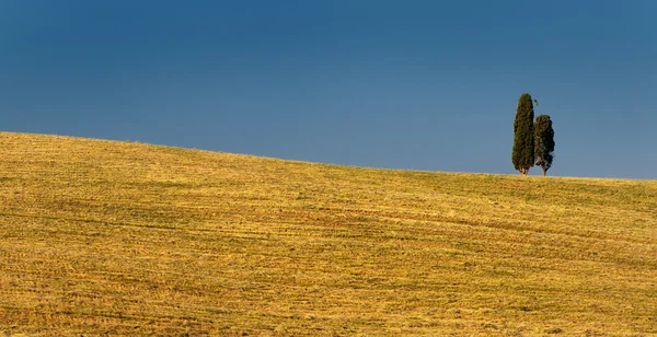 Två cypress på ett fält — Stockfoto
