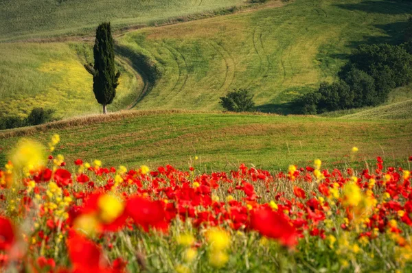 Tuscan landscapes — Stock Photo, Image