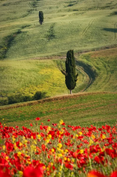Landschaften der Toskana — Stockfoto