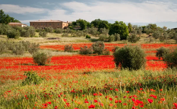 Toscanska landskap — Stockfoto