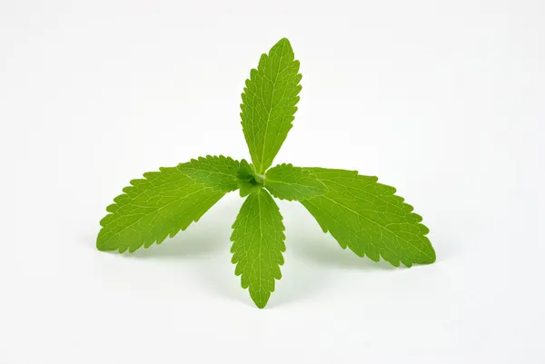 Stevia rebaudiana — Stock Photo, Image