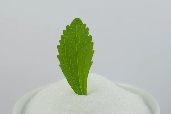 stock image Stevia and white sugar