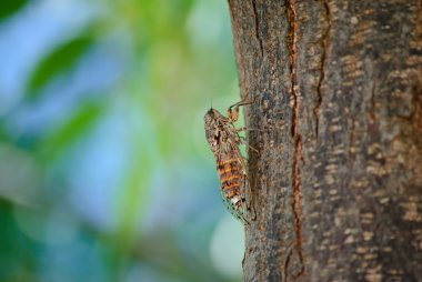 Singzikade (Cicadidae) - böceği