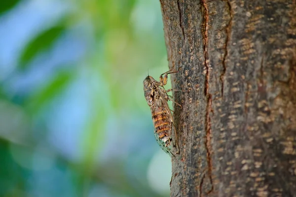 Singzikade (Cicadidae) - Cicada — Stock Photo, Image