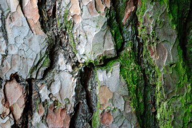 Zerklüftete, moosbewachsene Baumrinde - tree bark broken up