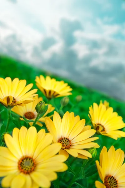 Flor amarela — Fotografia de Stock
