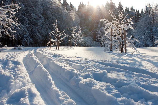 Pista sciistica e alberi invernali — Foto Stock