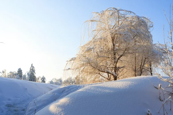 Winter trees — Stock Photo, Image