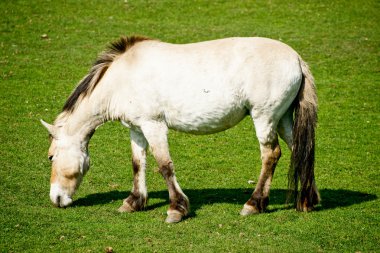 przewalski atı