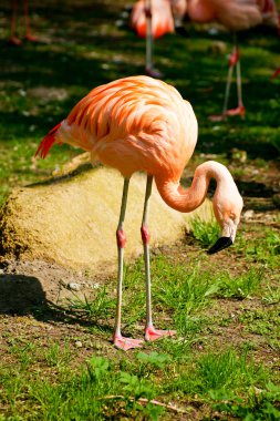 Flamingo