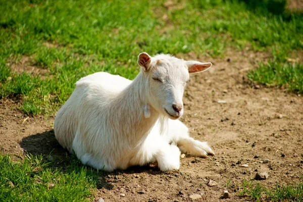 Koza na trávě — Stock fotografie