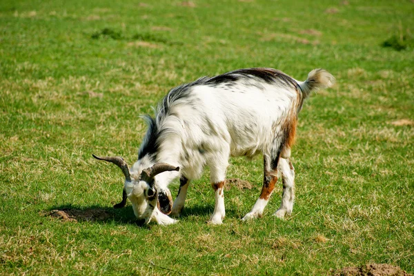 Koza na trávě — Stock fotografie