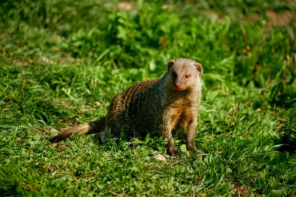Banded mongoose — Stock Photo, Image