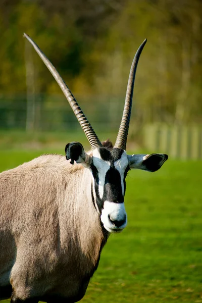 Afrikanischer Oryx — Stockfoto