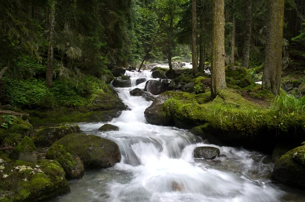 Chutes dans le bois, la rivière de montagne — Photo