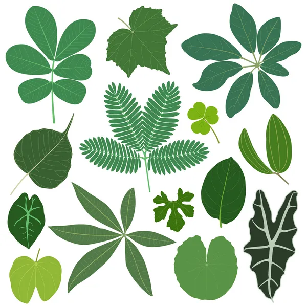 Leaf leaves plant tropical — Stock Vector