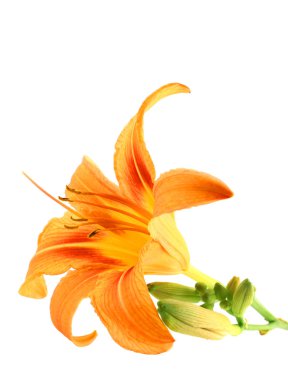 Turuncu lily