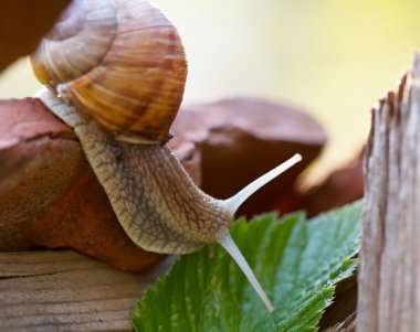 Garden snail clipart