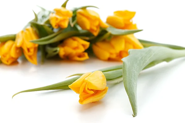Tulipas primavera amarela — Fotografia de Stock