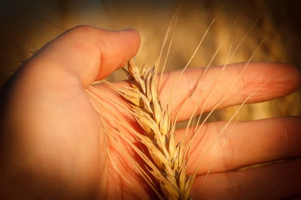 Рука держит пшеничное ухо — стоковое фото