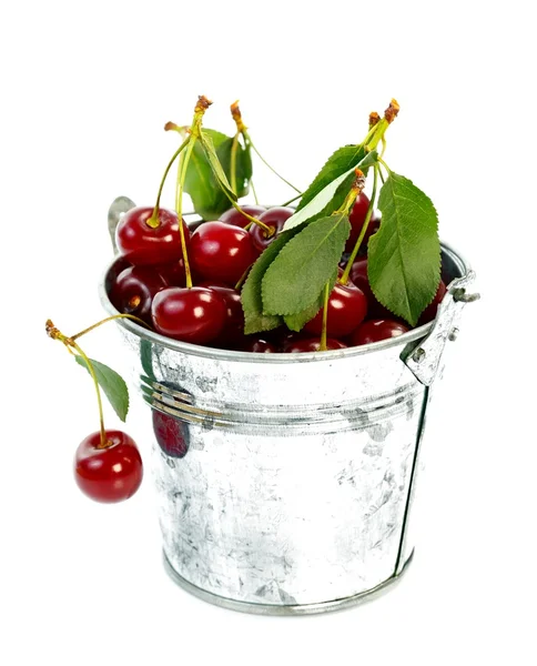Pot with cherry — Stock Photo, Image