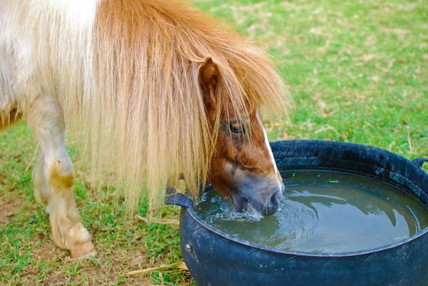 stock image Brown horse eating and grazing in farm