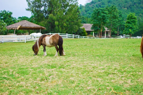 Stock image Brown horse eating and grazing in farm