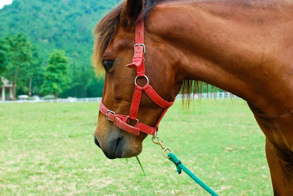 Brown horse in farm — Stock Photo, Image