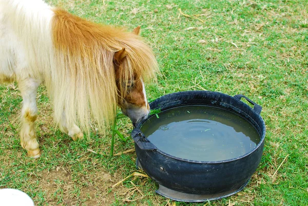 stock image Brown horse eating and grazing in farm