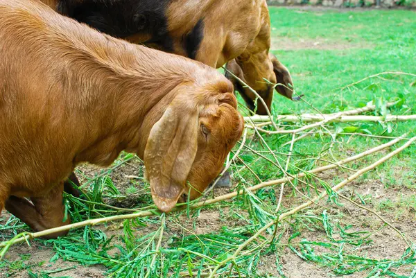 Stock image Young sheeps eating grass in farm