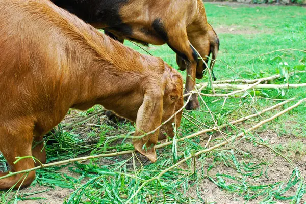 Stock image Young sheeps eating grass in farm