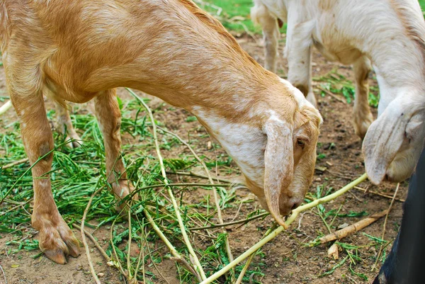 stock image Young sheeps eating grass in farm