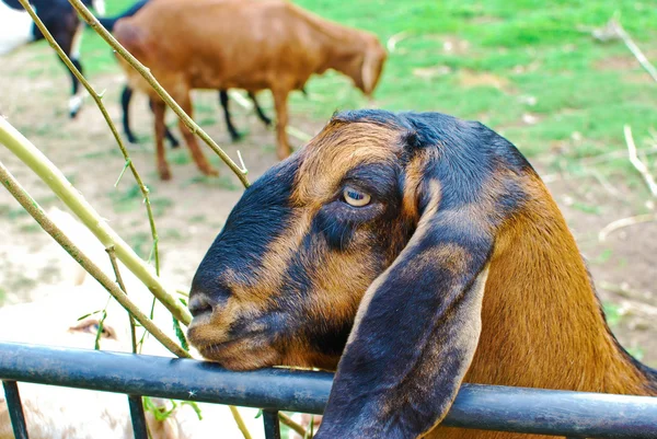 stock image Young sheeps eating grass in farm