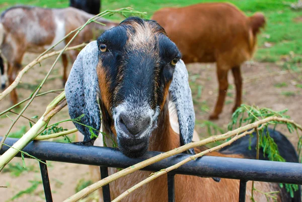 stock image Young sheeps eating grass in farm