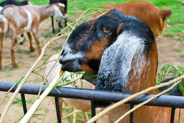 stock image Young sheeps eating grass in farm